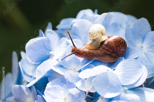 Grape snail (Helix pomatia) on a flowering hydrangea. A garden pest. An edible snail. A terrestrial gastropod mollusk of the Helicidae family.