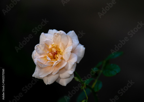 Shape and colors of Ambridge roses that bloom in the garden