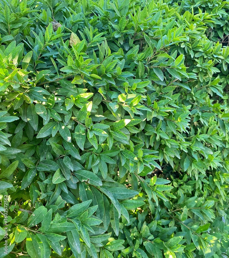 Fototapeta premium green leaves background