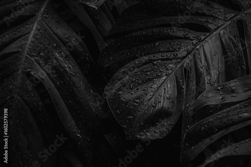 Wet Monstera deliciosa plant leaves in a garden