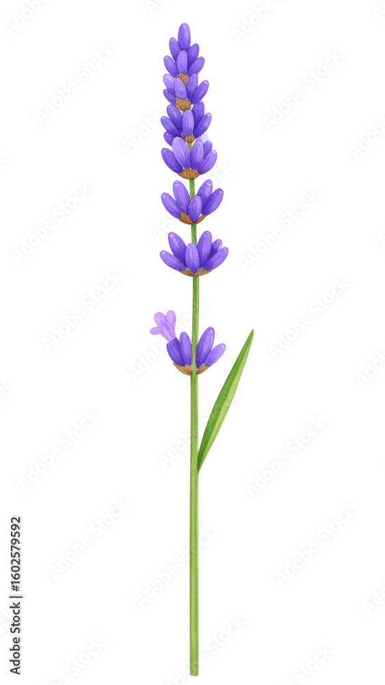 Obraz premium Lavender Bloom: A close-up shot showcases the vibrant lavender flowers, their purple petals forming a stunning, aromatic display. This image evokes the tranquility of nature.