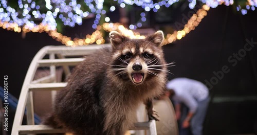 Curious raccoon examining metal structure, peering intently through blurred twinkling nighttime lights with inquisitive wildlife expression