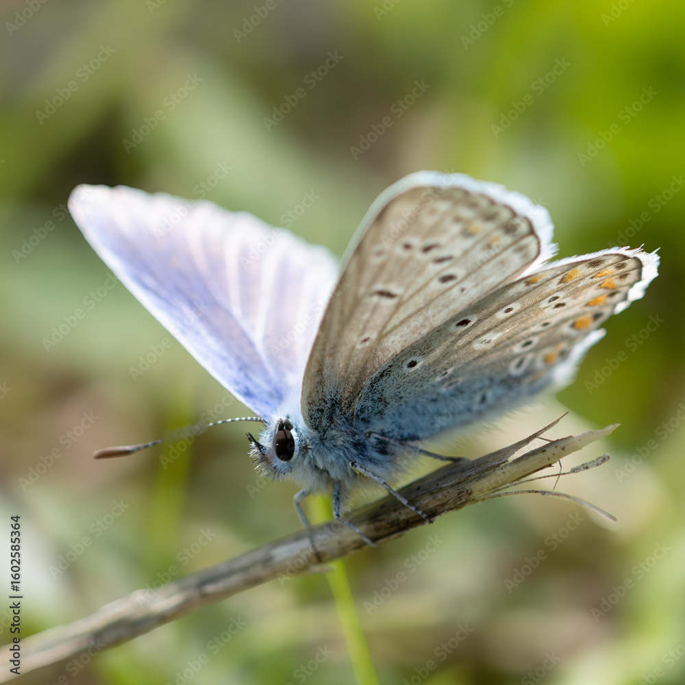 Obraz premium butterfly on a flower