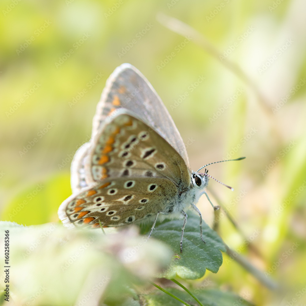 Naklejka premium butterfly on a flower