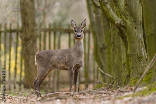 A beautiful roe deer stands in a park in spring, with an old crumbling wooden fence in the background. Capreolus capreolus. Closeup portrait of a doe. 