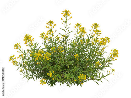 A vibrant flowering plant with numerous small yellow blossoms and green leaves isolated on transparent background