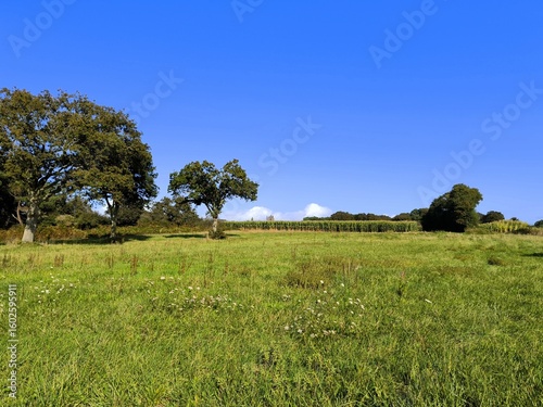 Green meadow and corn field in the distance, rural landscape in blue sky background.