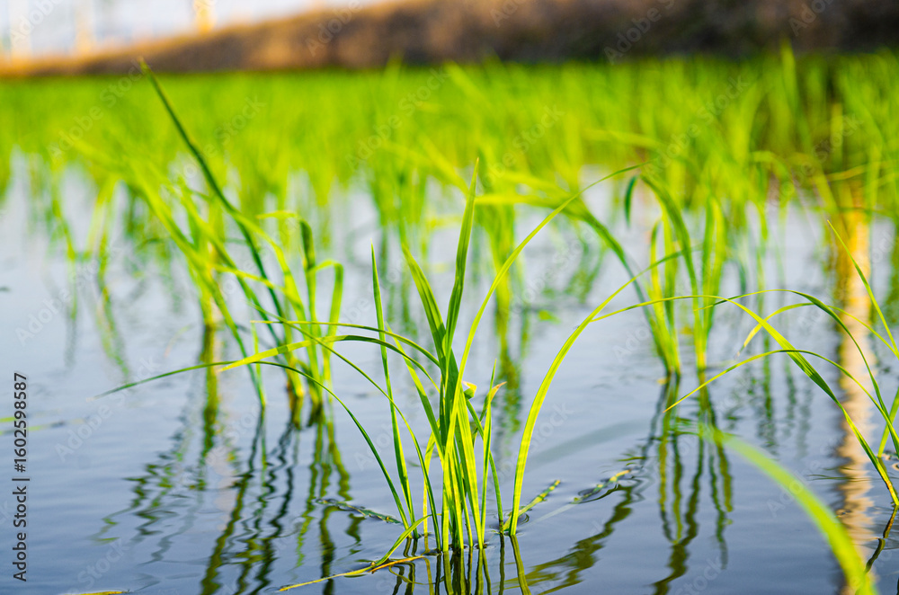 Obraz premium Beautiful Organic green paddy-field background textures.