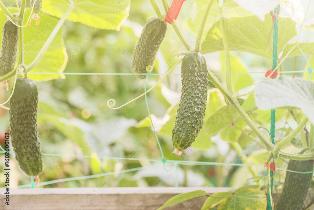 Obraz premium Ripe cucumbers grow on a trellis near the fence.