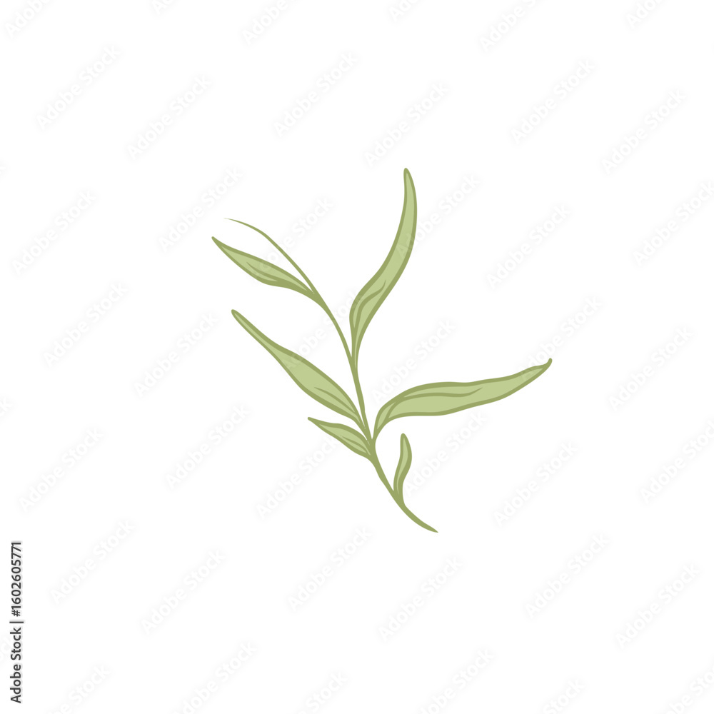 Fototapeta premium Delicate Green Leaf Branch Illustration