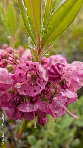 pink flowers