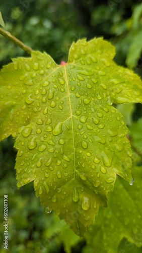 water drops on leaf