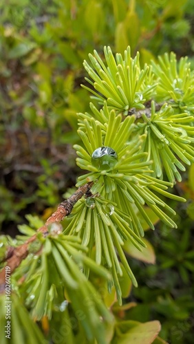 green pine needles
