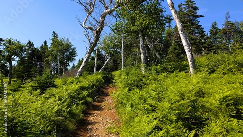 trees in the forest