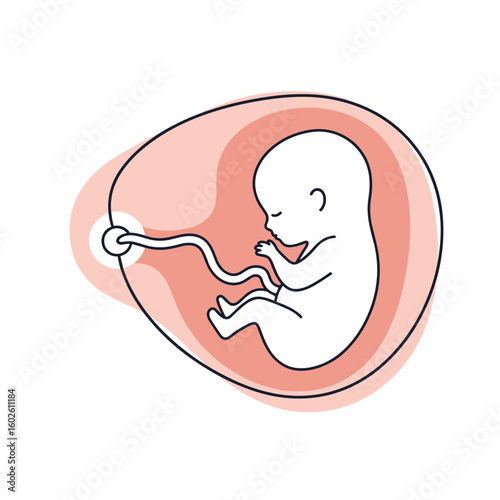 A developing fetus grows within its protective amniotic sac connected by the umbilical cord