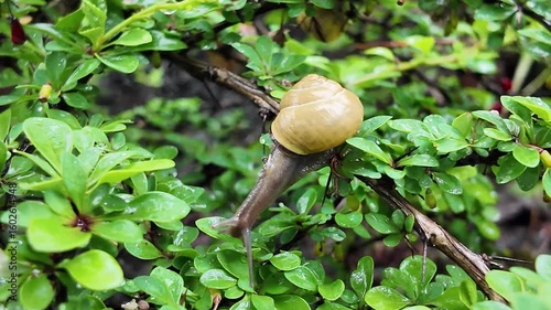 A snail with a distinct shell slowly crawls on a wet green leafy branch, illustrating tranquil garden life and natural beauty