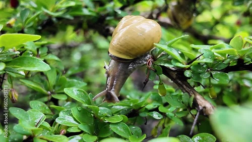 Small snail with yellow spiral shell slowly crawling on a wet thorny green plant branch after rain, symbolizing slow progress and resilience