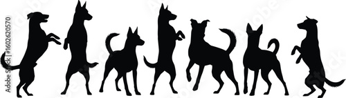 Silhouette of dogs standing on hind legs, playful canine behavior, black and white image, pet training moment, animal pose expression