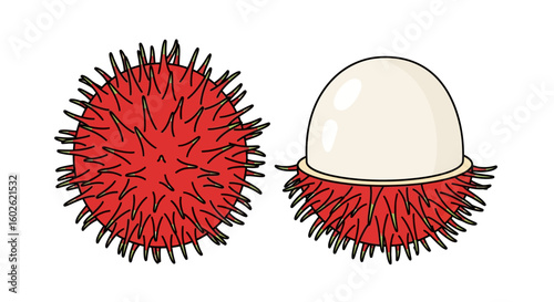 Vector illustration of a tropical rambutan fruit, shown whole with its red spiky skin and peeled to reveal the white flesh inside.