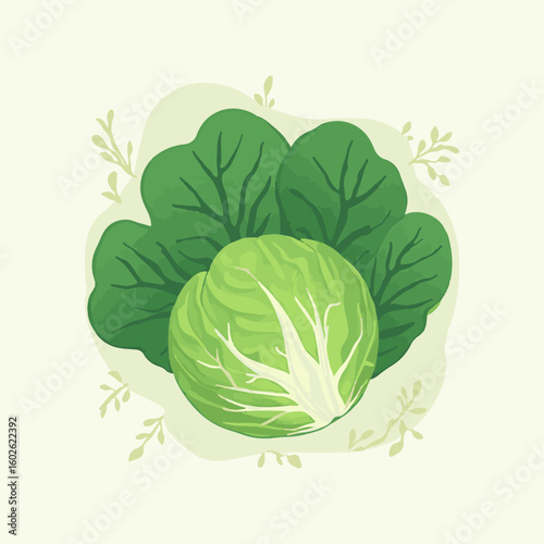 Fresh, healthy green cabbage head with dewy leaves, isolated on white, a raw garden vegetable perfect for a vegetarian salad