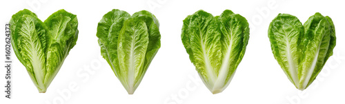 Romaine lettuce heads shown in a row. Fresh, healthy food, diet, vegetarian, vegan, salad ingredient, nutritious, farm produce, vitamins, food, greens, harvest, organic.
