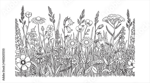 A floral border with meadow grass, wildflowers, a lawn, and field plants. Nature and vegetation, such as herbs.