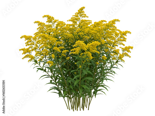A vibrant clump of bright yellow goldenrod flowers with green stems and leaves isolated on transparent background