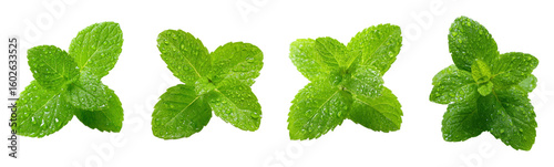 Fresh mint leaves sparkle with water droplets. Herb, spearmint, cooking, culinary, aroma, flavor, decoration, ingredient, healthy, wellness, freshness, organic, dew, drops