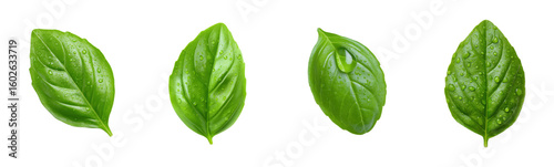 Fresh basil leaves with water droplets. Herb, aromatic, cooking, ingredient, green, leaf, plant, food, organic, natural, healthy, garden, spice, flavor, vegetarian