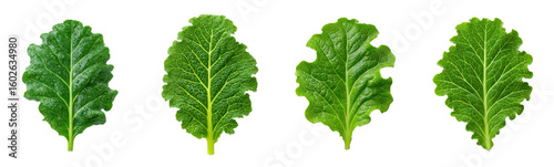 Four fresh kale leaves displayed on a white surface. Green vegetables, healthy eating, nutrition, vegan diet, raw food.