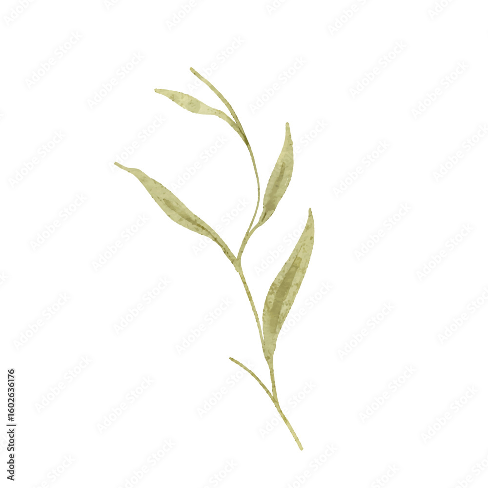 Fototapeta premium Watercolor Olive Branch - Delicate Greenery