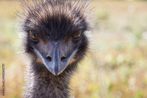 Australian emu head shot close-up