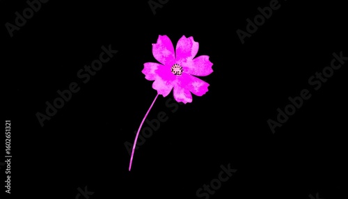 Vibrant Pink Cosmos Flower on Black Background