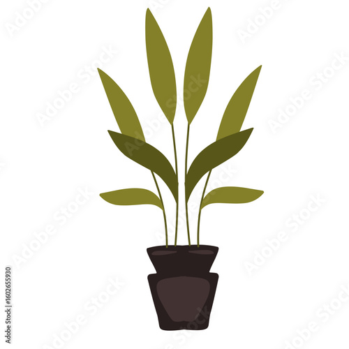 plant in a pot, house plants 