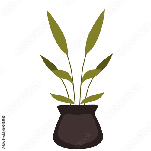 plant in a pot, house plants 