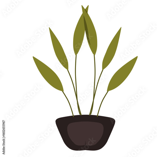plant in a pot, house plants 