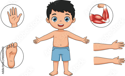 Human body parts cartoon illustration for kids, anatomy educational diagram showing hand, foot, arm, muscles, and body structure