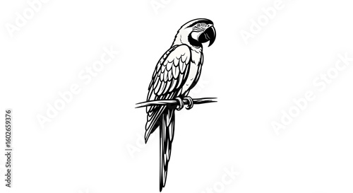 A majestic macaw perched on a branch, depicted in a detailed black and white illustration.