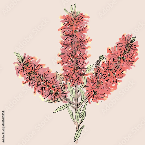 Three hand drawn red bottlebrush flowers and green eaves on pale background