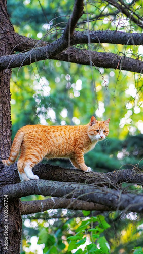 An orange tabby cat is cautiously balancing on a thick tree branch, looking to its right. It is surrounded by green fo