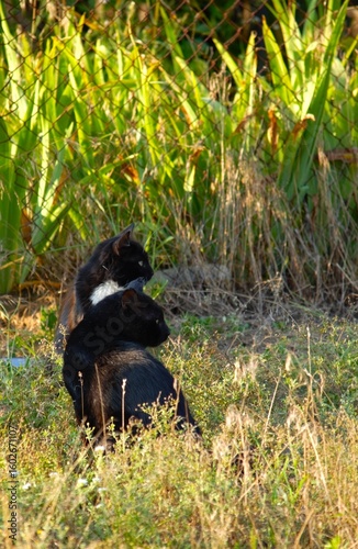 Photography friends cats on the grass
