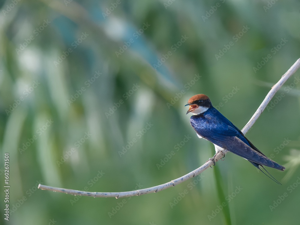 Obraz premium Wire-tailed Swallow Hirundo smithii Small, elegant bird with long, wire-like tail streamers. Glossy blue plumage. Found near water bodies, catches insects in flight with swift, graceful maneuvers