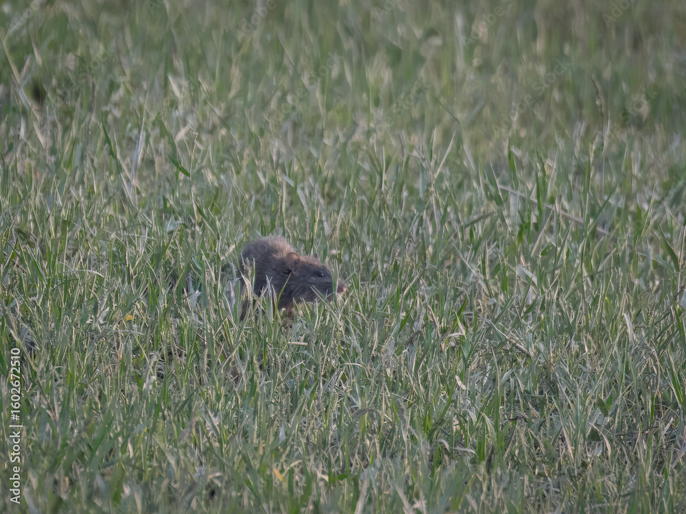 Fototapeta premium Lesser bandicoot rat Bandicota bengalensis fleeing through Pakistan farmland - crop pest rodent with short tail and digging claws wildlife nature photography