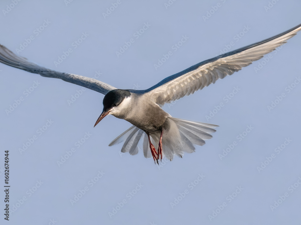 Whiskered Tern Chlidonias hybrida flying flight over Indus River wetlands Sunset Pakistan gray white seabird waterbird forked tail diving for fish summer breeder migration Whiskered Tern Chlidonias hybrida flying flight over Indus River wetlands Sunset Pakistan gray white seabird waterbird forked tail diving for fish summer breeder migration