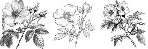 Modern illustration of a dog rose flower berry plant in a black and white isolated sketch set graphic