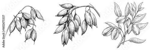 Modern isolated sketch illustration of an oat plant in black and white