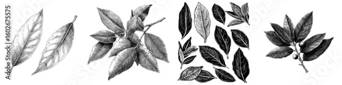 Modern illustration of a bay leaf in a black and white isolated graphic sketch set