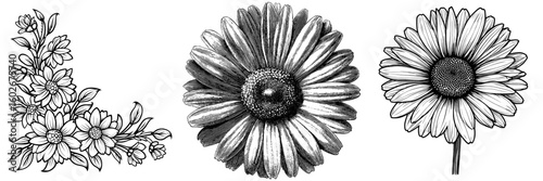 A modern hand-drawn engraved floral set, including a daisy flower drawing, is available from Cha