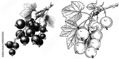 Modern black currant drawing, an isolated branch with a berry sketched on white