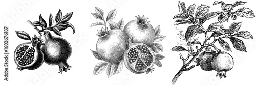 A vintage pomegranate set illustration is depicted in sketch pen and ink, with a draft silhouette drawing in black isolated on a white background, forming a food graphic etching design